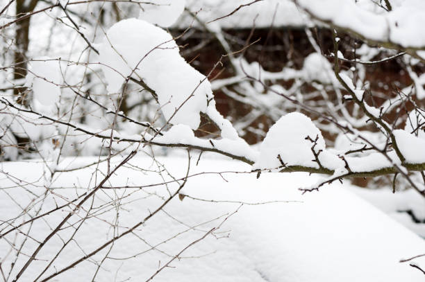 istock Tree branches covered with snow in the winter garden 1092742832
