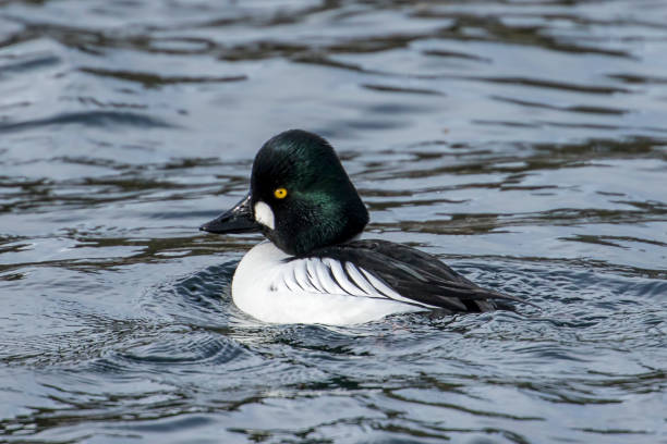 istock Barrows goldeneye in a lake. 1092743678