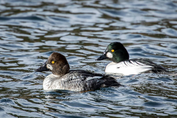 istock Barrows goldeneye couple in water. 1092743682