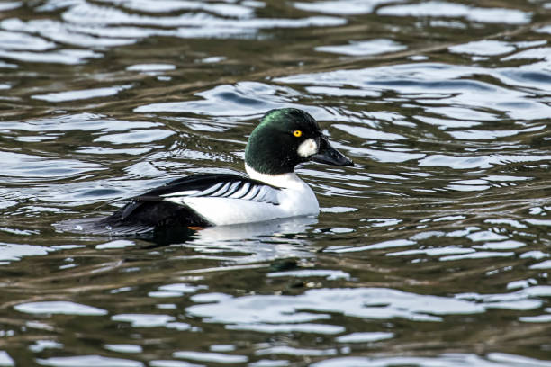 istock Pretty barrows goldeneye in water. 1092743686