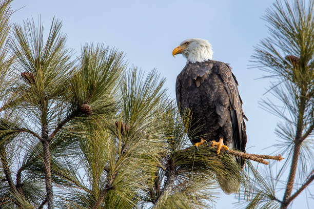istock Eagle on branch in north Idaho. 1092743716