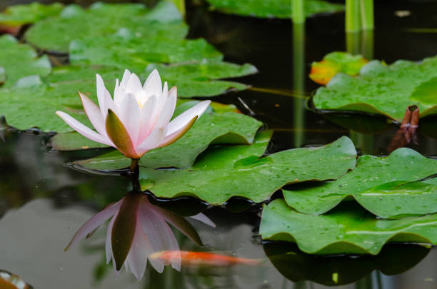 istock beautiful lotus flower 1092743780