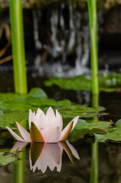 istock beautiful lotus flower 1092743910