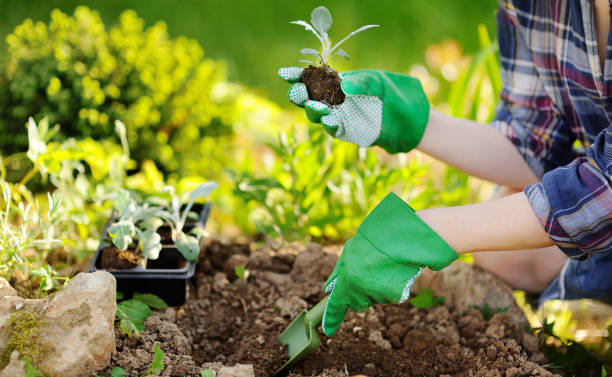 夏の晴れた日に庭でベッドで苗木を植え女性 - flower bed plant single flower flower ストックフォトと画像