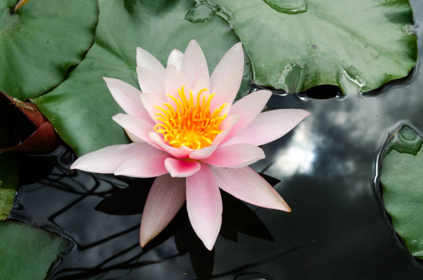 istock beautiful lotus flower 1092744754