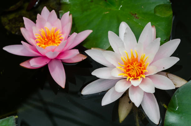 istock beautiful lotus flower 1092745892