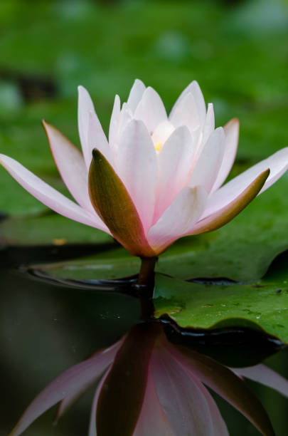 istock beautiful lotus flower 1092746104