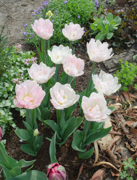 istock Pastel double tulips. White tulips closeup 1092746382