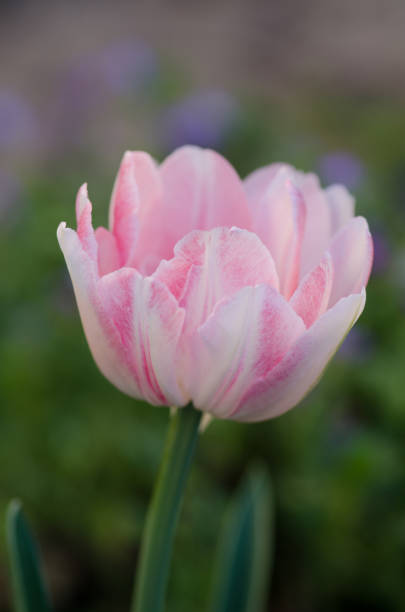istock Beautiful double soft pink tulip Drumline 1092747524