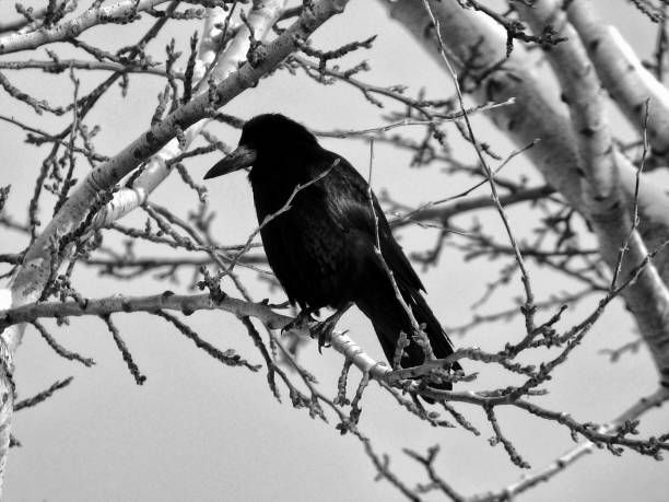 istock black crow on white tree under pale blue winter sky 1092750436