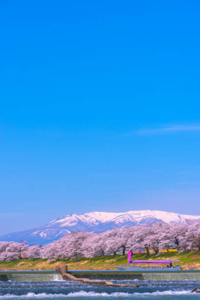 Ogawara , Miyagi, Japan - April 5, 2018:Tourist boat and row of Cherry blossom with snowcovered Mt. Zao in background along bank of Shiroishi river in Funaoka Castle Park, Miyagi, Japan. Text on boat flag means Hanami (flower viewing) boat
