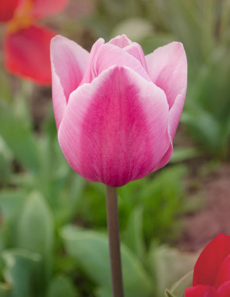 istock Pink and white tulip Mirella 1092751466