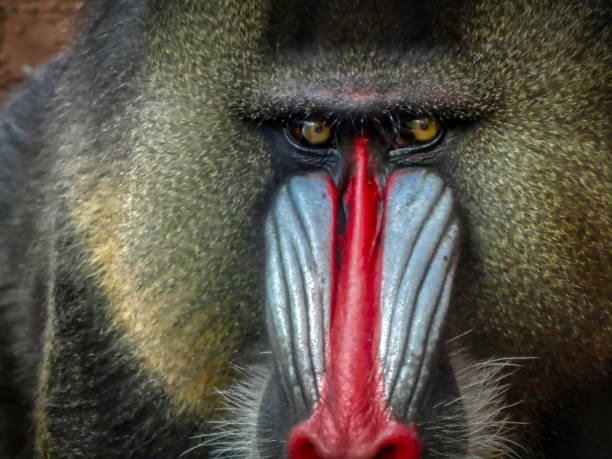 istock Face of a male mandrel 1092754268