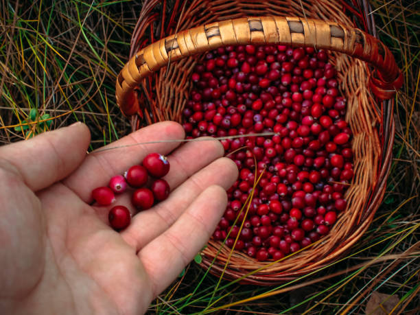 istock cranberries in a straw basket 1092757122