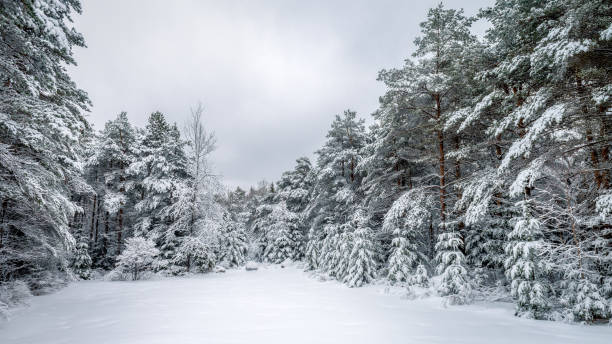 雪とレイク ・ プラシッド アディロンダックスの寒い冬の朝の木 - adirondack mountains ストックフォトと画像