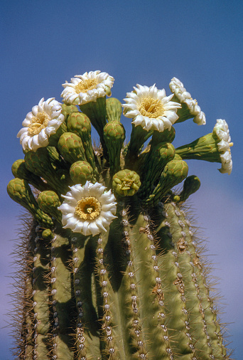 White flowers on saguaro cactus, Carnegiea gigantea, against blue sky. Arizona, USA. Scanned film with grain.