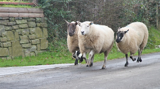 three sheep running on road in rural Wales