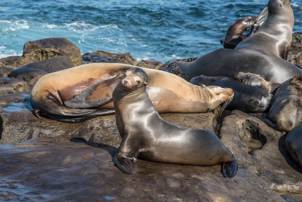 istock California sea lion pup 1092760130