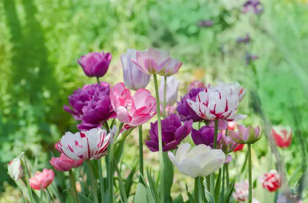 Photo of Mixed color tulips. Mix of spring tulips flowers