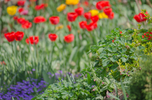 istock Red tulips blooming close up 1092761410