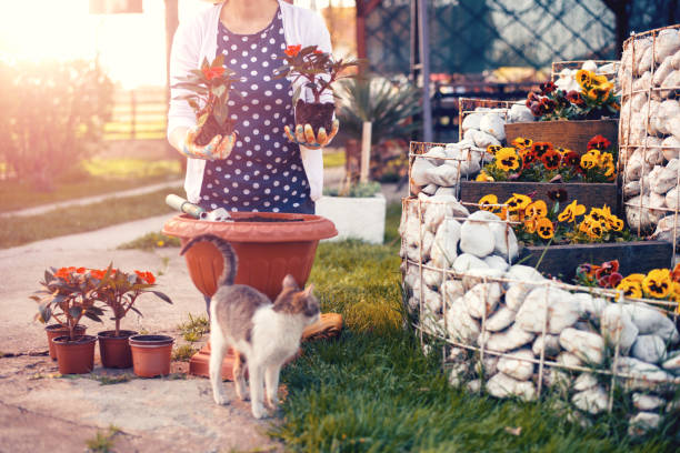 istock Woman planting flowers 1092763866