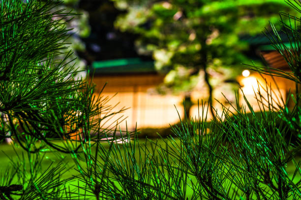 Japanese house and pine