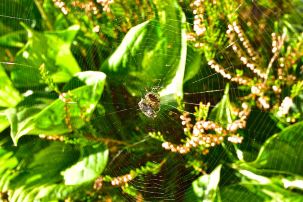 Spider’s pray, background with copy space, full frame horizontal composition
