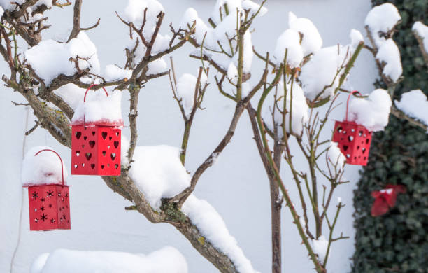 istock decorative red lanterns with hearts on a snow covered rose bush in winter 1092766494