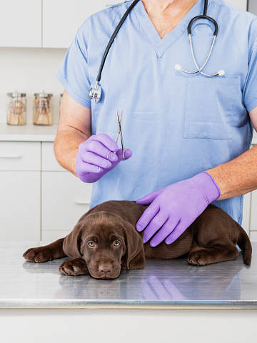 A cute young Chocolate Labrador puppy lying down on a stainless steel examination table in front of a male Caucasian Vet holding a pair of surgical scissors, with white cabinets in the background. The veterinary surgeon is in blue scrubs and wearing a mask and gloves.