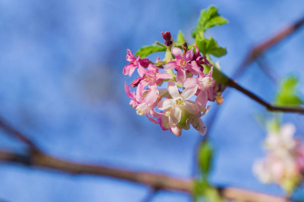 Pink flowering currant ( Ribes sanguineum glutinosum) Pink flowering currant ( Ribes sanguineum glutinosum), California claremont california photos stock pictures, royalty-free photos & images