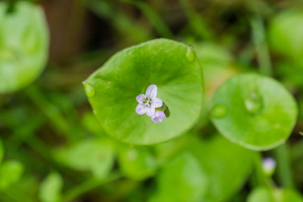 istock Miner's Lettuce, Winter Purslane or Indian Lettuce (Claytonia perfoliata) 1092769182