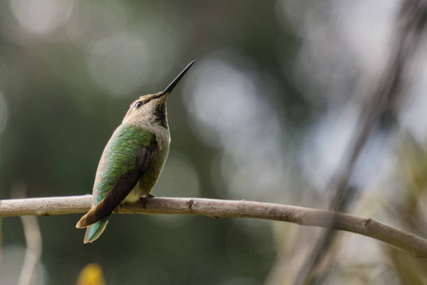 istock Anna's Hummingbird on an abstract background 1092769406