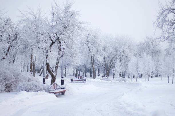 istock Winter Park. Bushes and trees are covered with thick frost. 1092769936