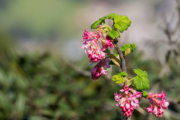 Pink flowering currant (Ribes sanguineum glutinosum) Pink flowering currant (Ribes sanguineum glutinosum), California claremont california photos stock pictures, royalty-free photos & images