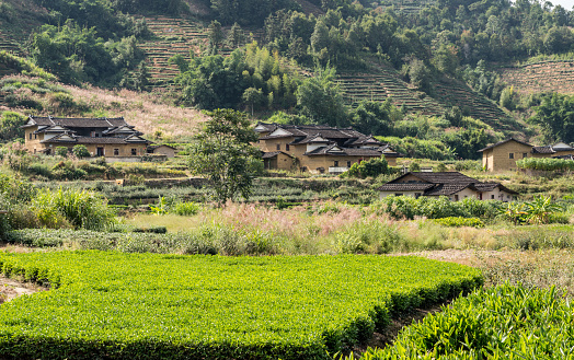 Tea plantations around Tulou at Unesco heritage site near Xiamen