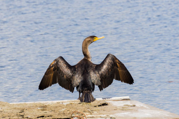 istock Cormorant basking in the sun 1092771184