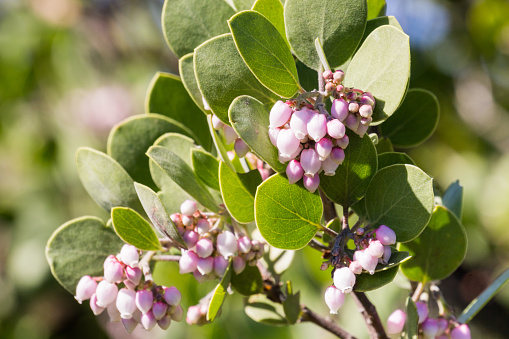 Manzanita tree pink flowers, California