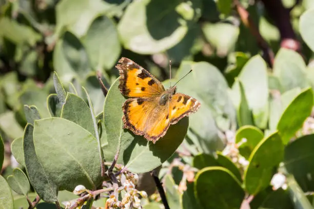 Satyr Comma butterfly (Polygonia satyrus) resting on the leaves of a manzanita tree, California