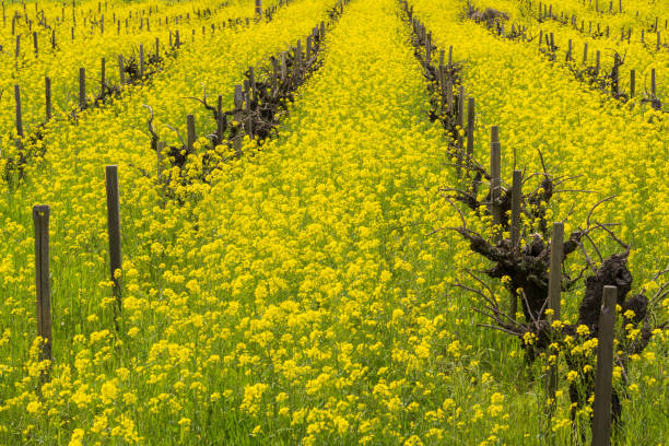 bereich der wilder senf in voller blüte auf einem weingut im frühjahr, sonoma valley, kalifornien - coutryside stock-fotos und bilder