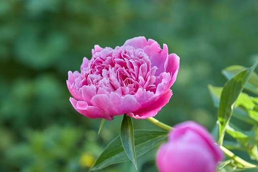 Beautiful Peony flower at spring in the garden