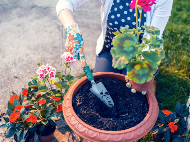 istock Woman planting flowers 1092772490