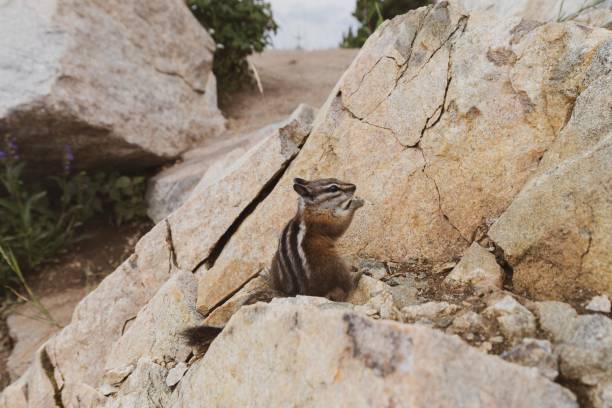 istock Chubby Eating Animal Chipmunks on Mountain Summit, Montana 1092773262