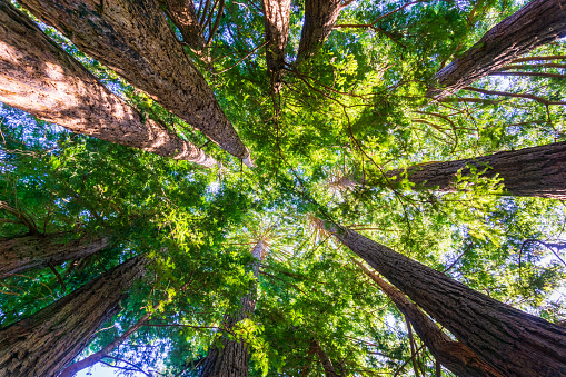 Looking up in a Redwood trees forest, California