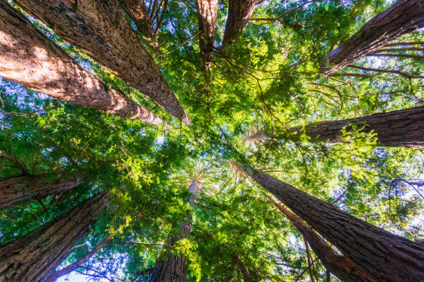 Looking up in a Redwood trees forest, California Looking up in a Redwood trees forest, California sequoia sempervirens stock pictures, royalty-free photos & images