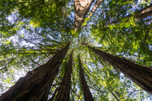 istock Looking up in a Redwood trees forest, California 1092773608