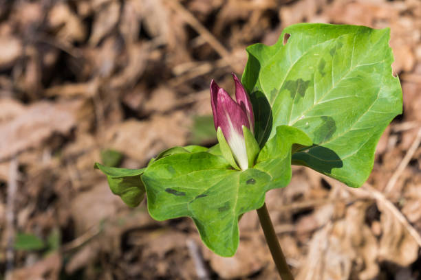 Closeup of a beautiful white trillium.
