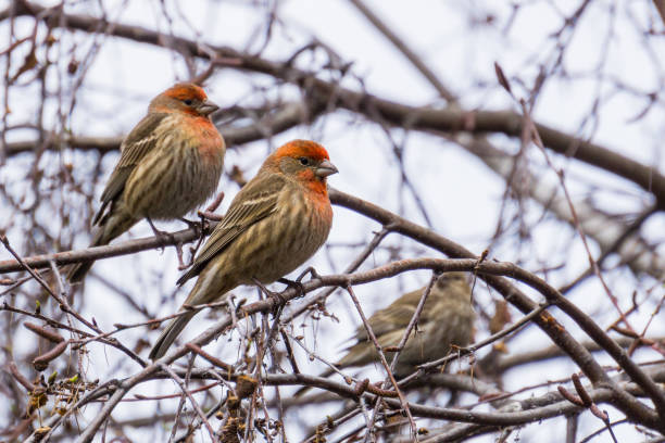 House Finches (Haemorhous mexicanus) on a birch tree branch, California House Finches (Haemorhous mexicanus) on a birch tree branch, California haemorhous mexicanus stock pictures, royalty-free photos & images