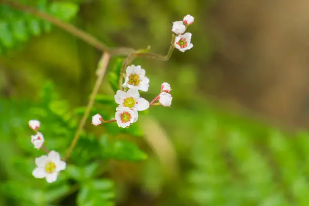 California Saxifrage (Micranthes californica) wildflower, California