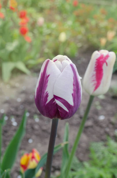 istock White tulip with violet stripes Insulinde 1092774212