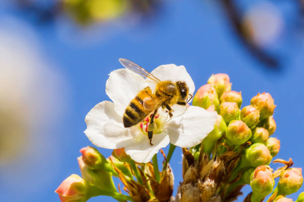 Close up of bee on a blooming fruit tree